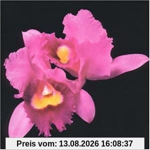 Orchid